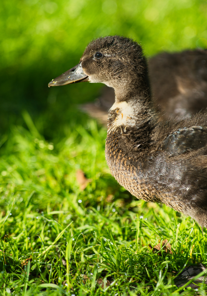 baby duckling exploring the world 