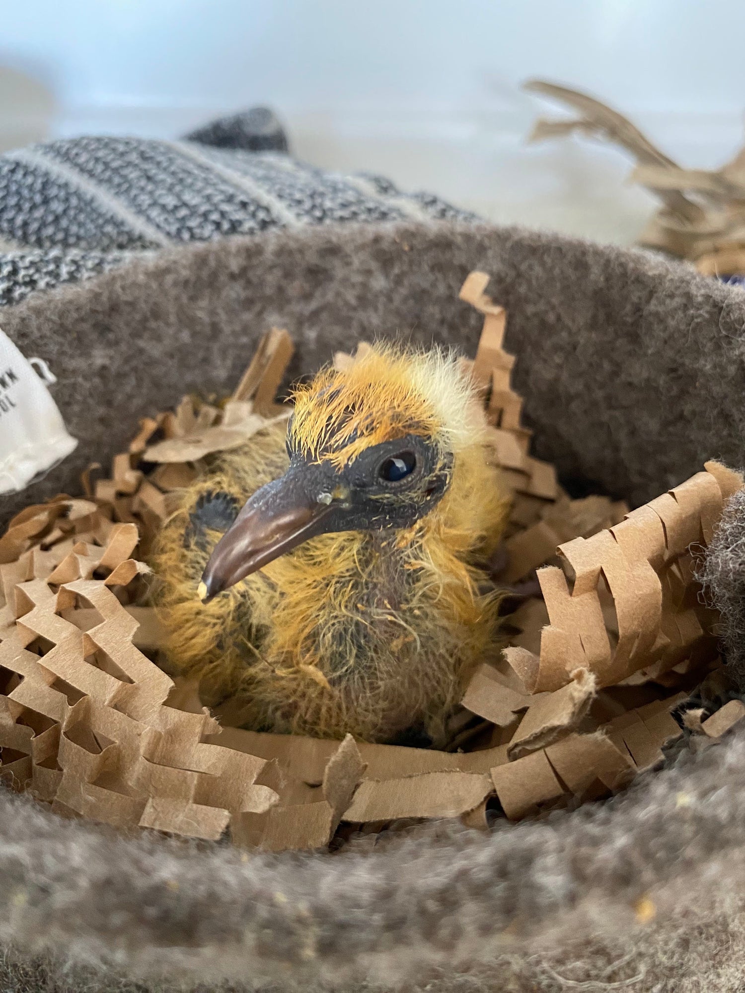 A fluffy yellow and brown bird chick nestled inside a brown felt nest lined with brown paper shred.