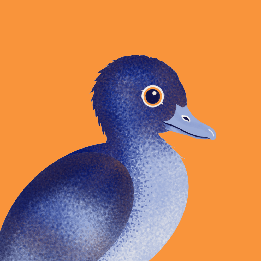 A stylized illustration of a duck in profile on a solid orange background. The duck has a dark blue head and upper body with a lighter blue-gray underbody and beak, plus a small orange ring around the eye.