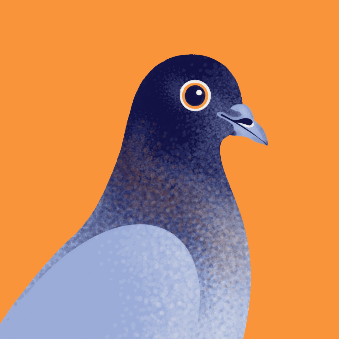 A stylized illustration of a pigeon in profile against a solid orange background. The bird has a dark navy head and neck, a pale blue body, and a small gray beak.