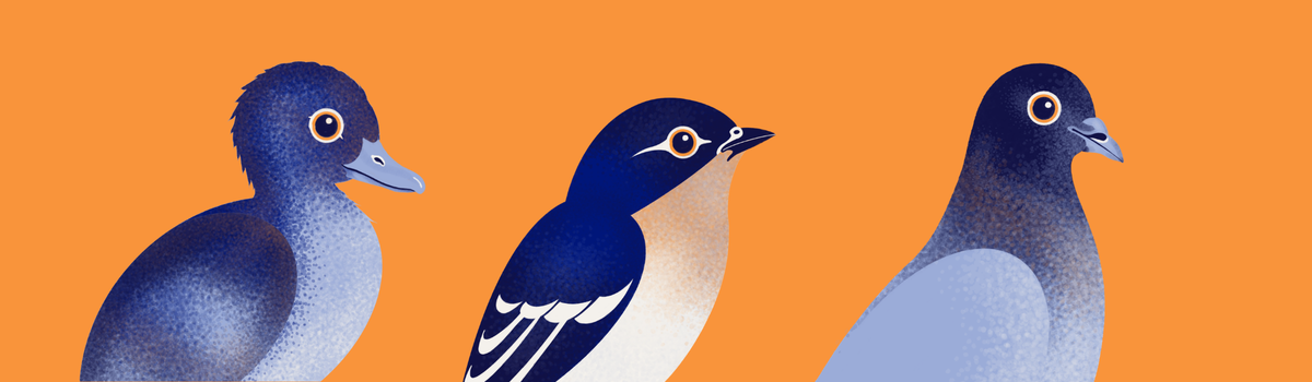 Three stylized bird illustrations in shades of blue, gray, and white on a solid orange background.