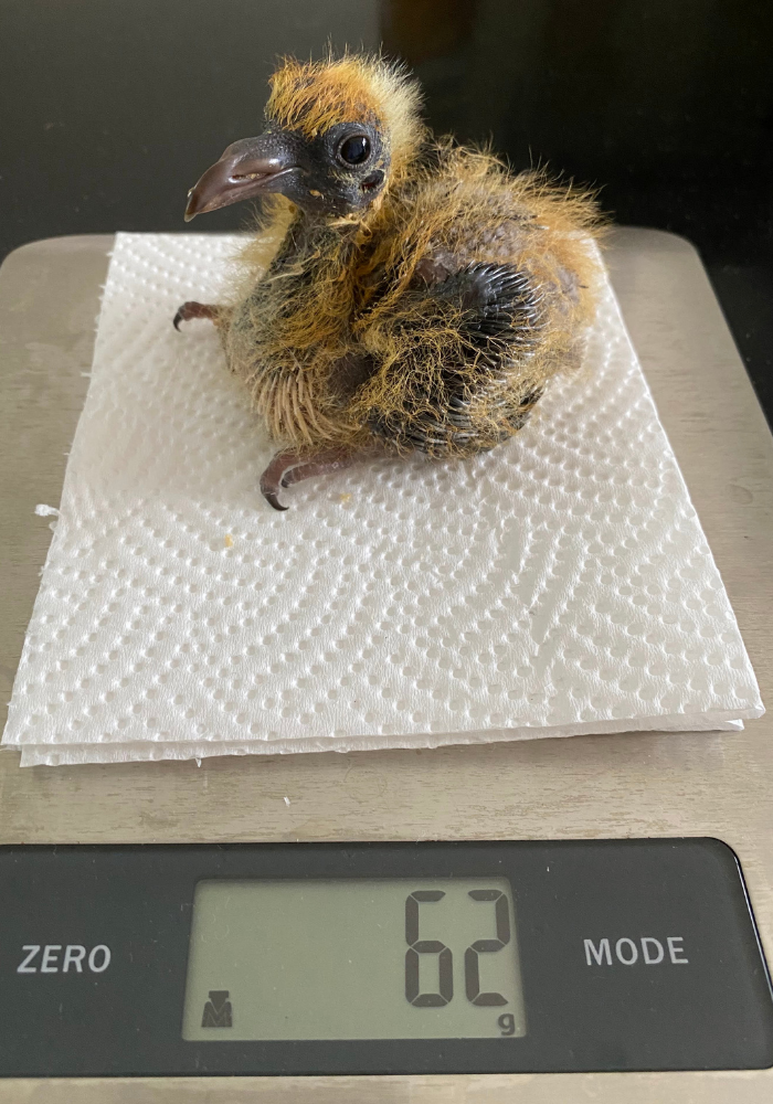 A fluffy yellow-and-brown baby bird sits on a white paper towel placed on a digital scale displaying 62 grams.