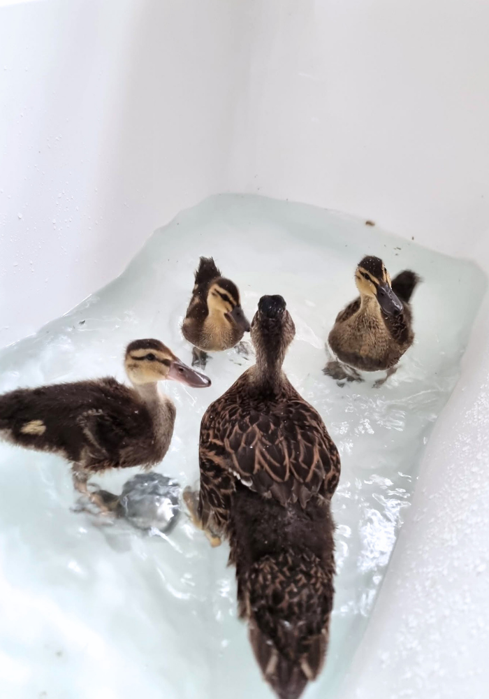 A mother duck and four ducklings standing in shallow water inside a white bathtub.